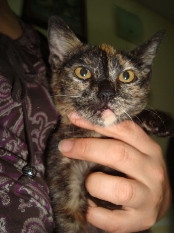 Качена снимка