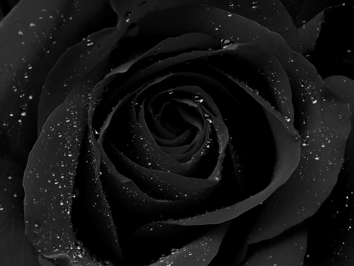Black Rose Gif Tumblr