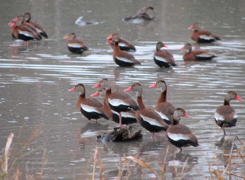 Bag limit on whistler ducks in Texas? 2 Cool Fishing Forum