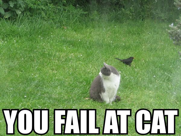 cat_fail.jpg