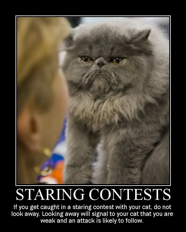 cat_staring2.jpg