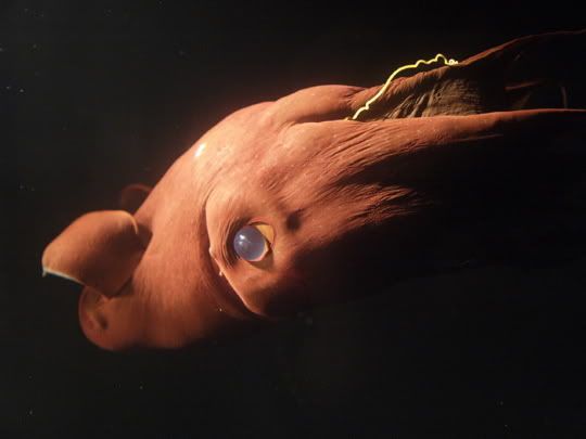 Vampyroteuthis, Vampire Squid from Hell, Planet Earth, Sigourney Weaver,