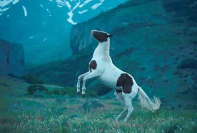 8eb9re2.jpg Rearing Paint Stallion image by wattahottieuwishuhad