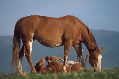 horse mother photo: Quarter Horse Colt playing behind Mother b17fre2.jpg