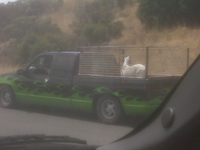 goatintruck.jpg