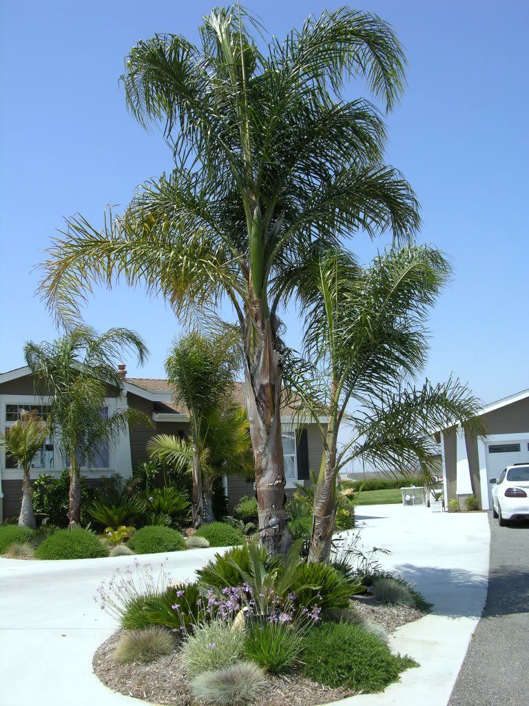 Smack me, are these coconut palms in L.A.? (town, Canada ...
