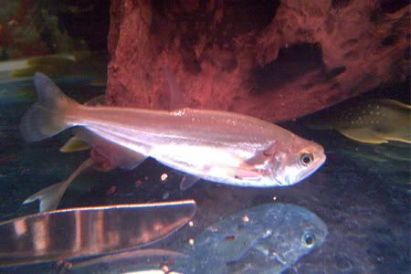 model aquarium air tawar<br />