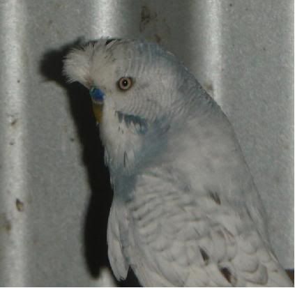crested1.jpg