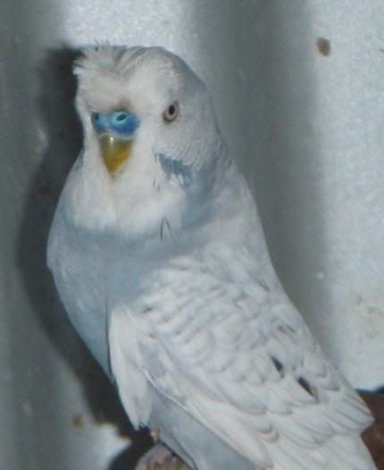 crested2.jpg