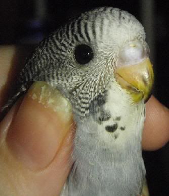 hen1.jpg