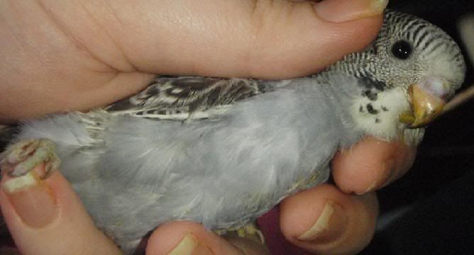 hen3.jpg