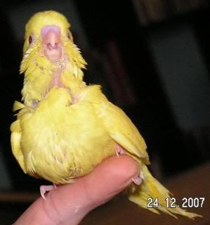 honey3.jpg
