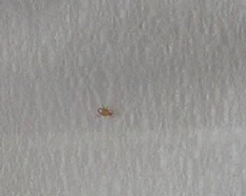 mite.jpg