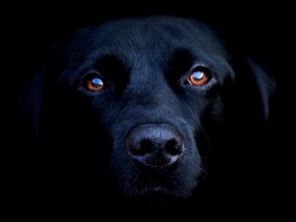 BIG BLACK DOG