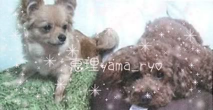 Yamada Ryosuke S Dogs 山田涼介の犬 Translations Yama Ryo Livejournal
