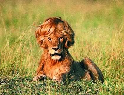 lion hairstyle. of the Day: Lion Hairstyle