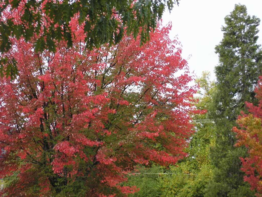 Fall Colors 1