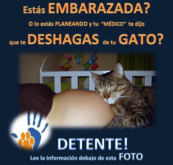 El mito de la Toxoplasmosis y los Gatos. El mito de la Toxoplasmosis y los Gatos.