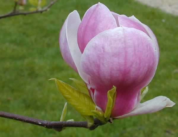 http://i236.photobucket.com/albums/ff178/diemhang09032806/Magnolia_Bloom-HoaMocLan.jpg