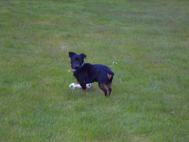 black and tan jack russell. other lack and tan ones.