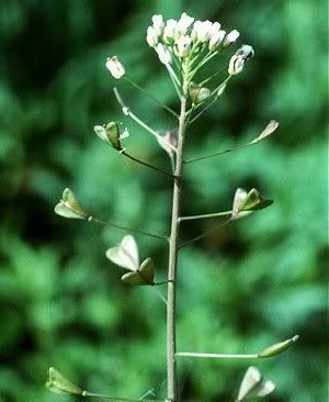 CAPSELLABURSA-PASTORIS.jpg