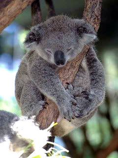 koala Pictures, Images and Photos