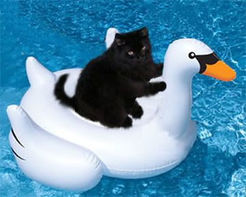 Image result for cat on raft