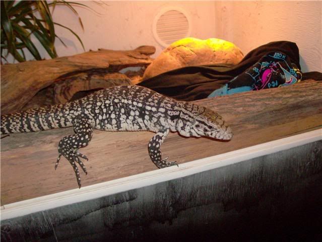 tegu3.jpg