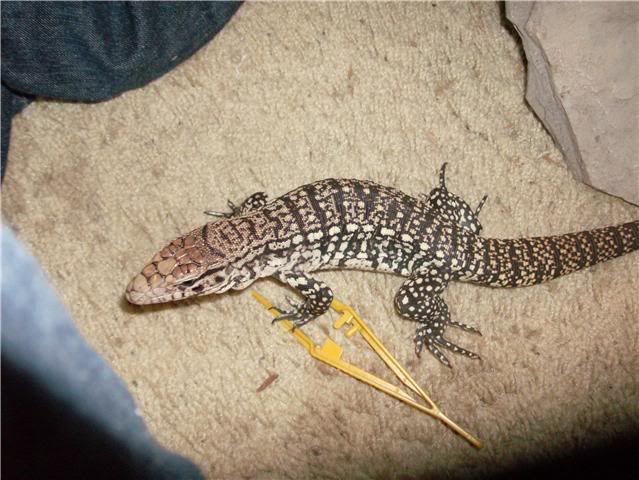 tegu4.jpg