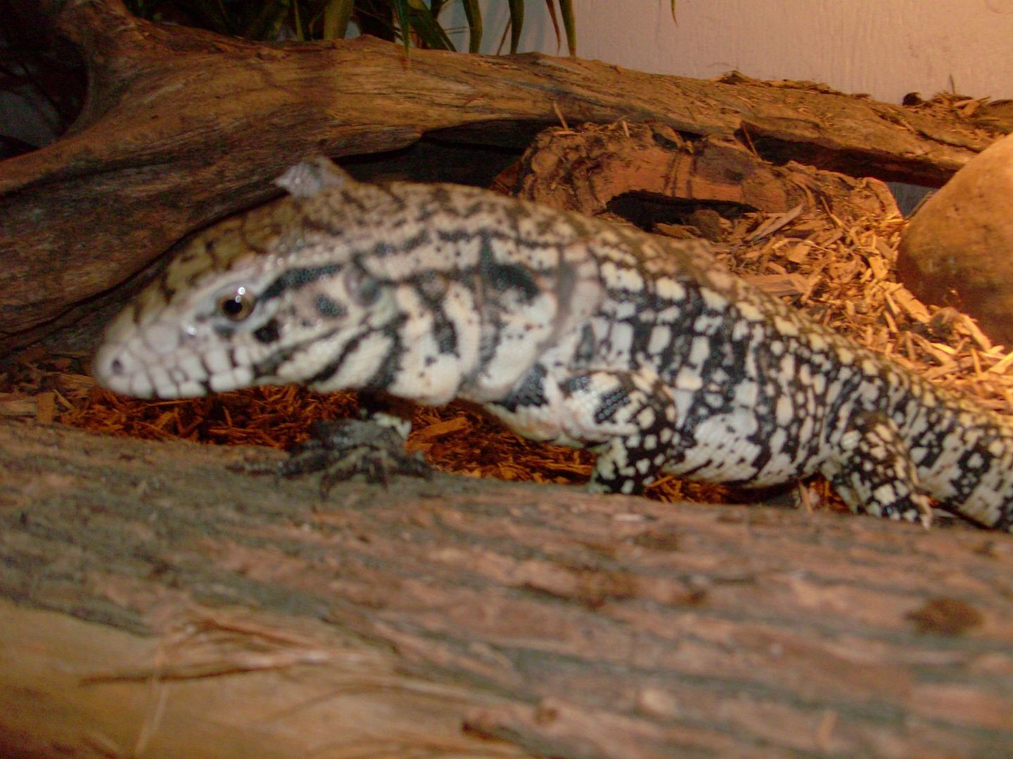 tegu7.jpg