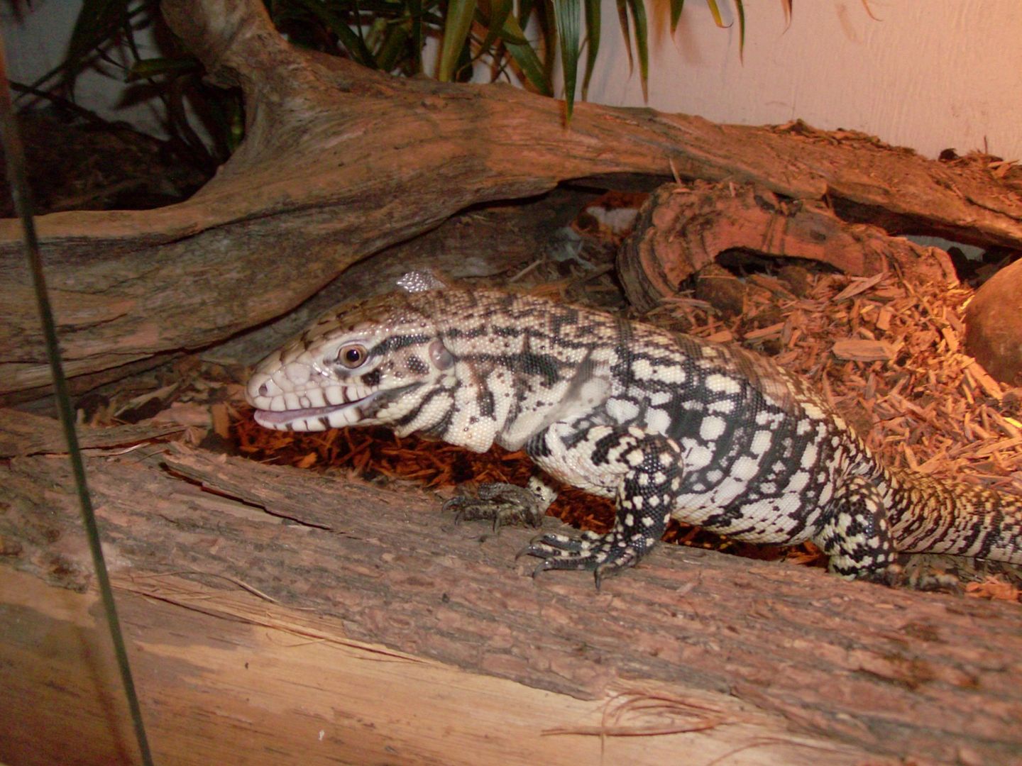 tegu8.jpg