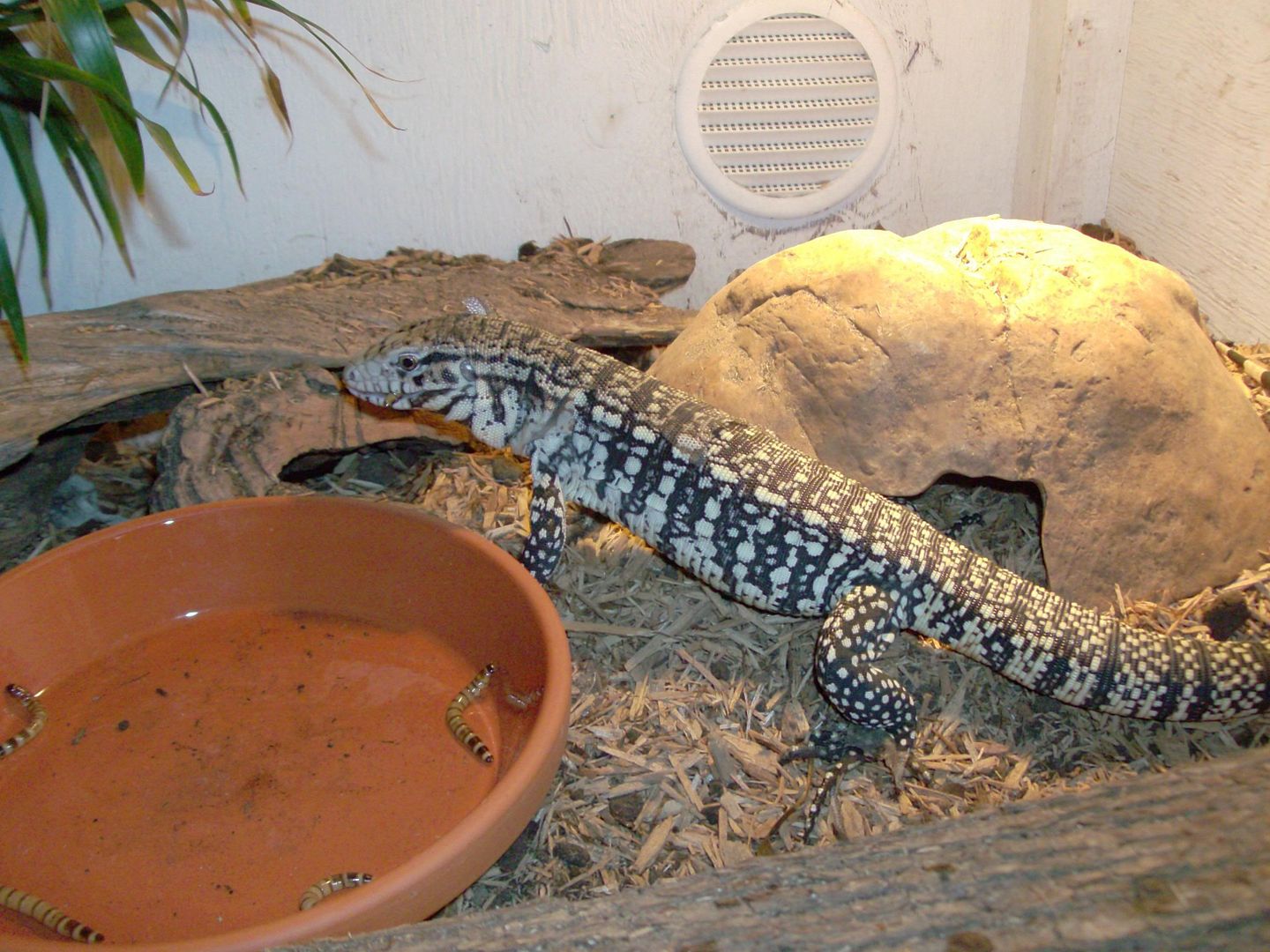 tegu9.jpg