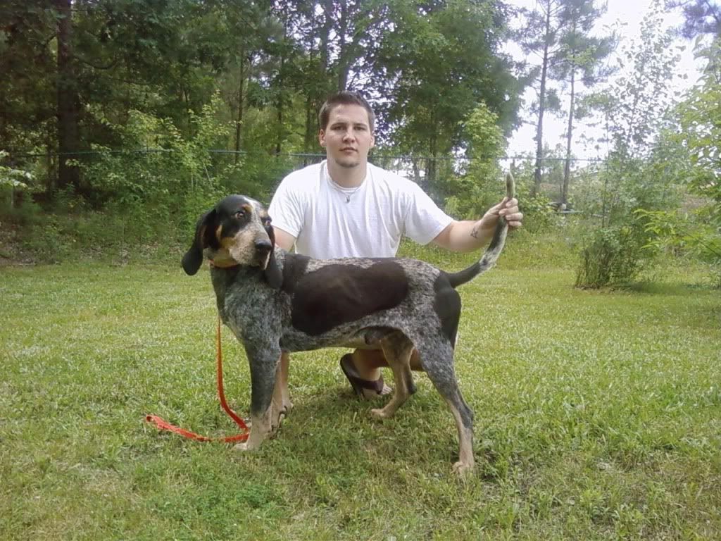 ukc bluetick forum