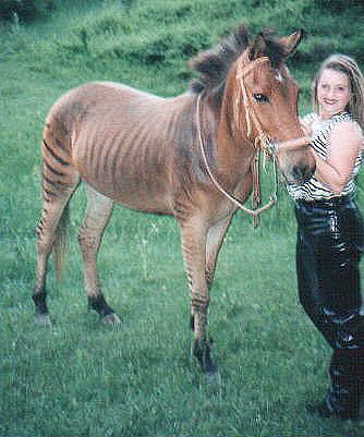 IMAGE(http://i236.photobucket.com/albums/ff230/GARY_Cobra_427_Viper_GTS/Zebroid/ZJANDME.jpg)