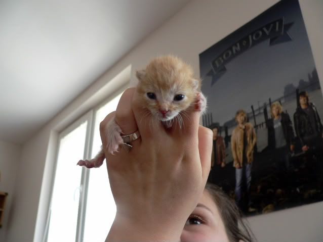 Качена снимка
