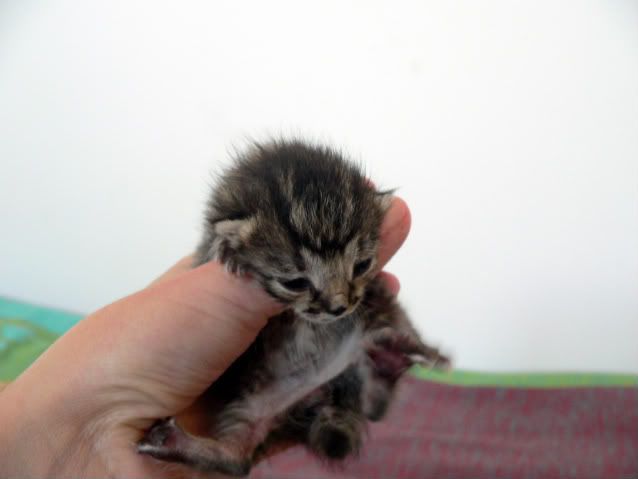Качена снимка