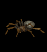 th_spider-june.gif
