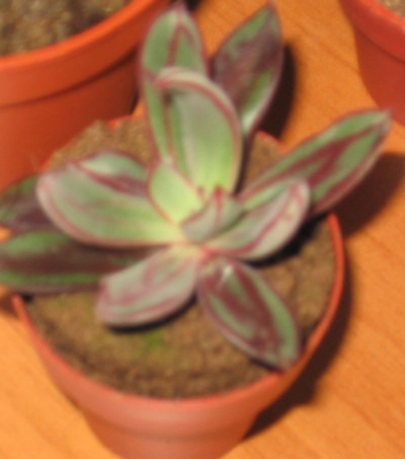 piante-013.jpg