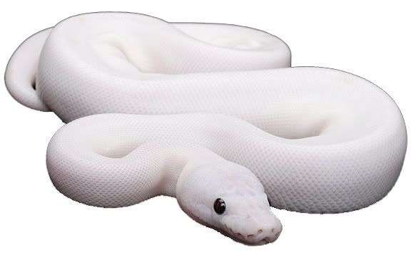 Reptile Forum 