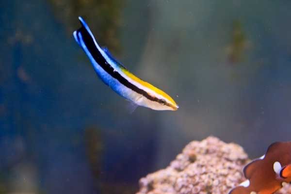 Billede