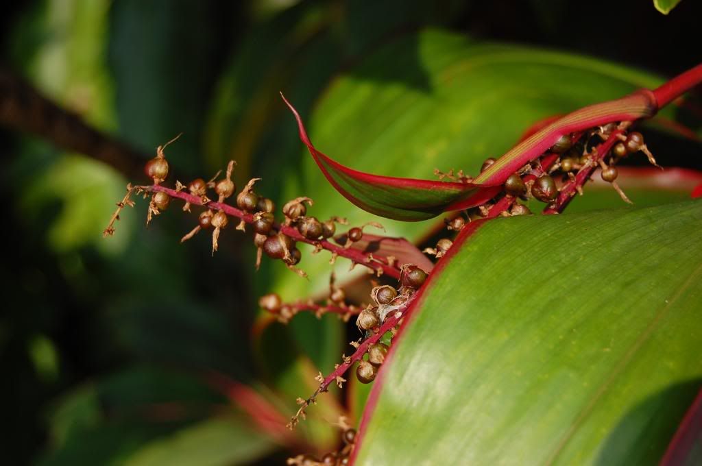 Seeds of the Tee Tree