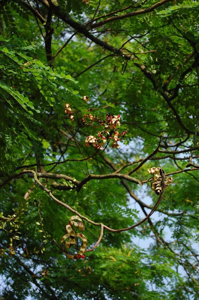 Saga seed pods on tree