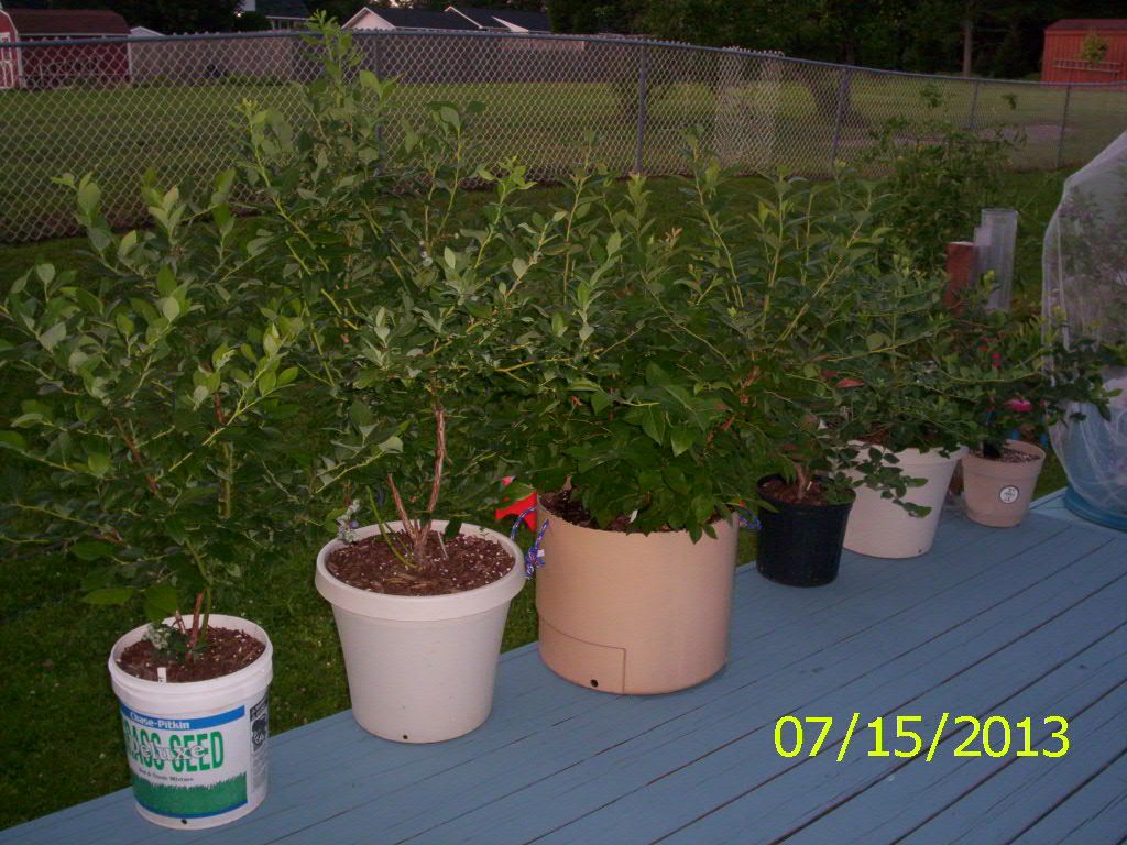  photo 000_1221_zps0b6b964b.jpg