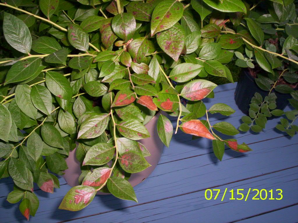  photo 000_1222_zps49da8474.jpg