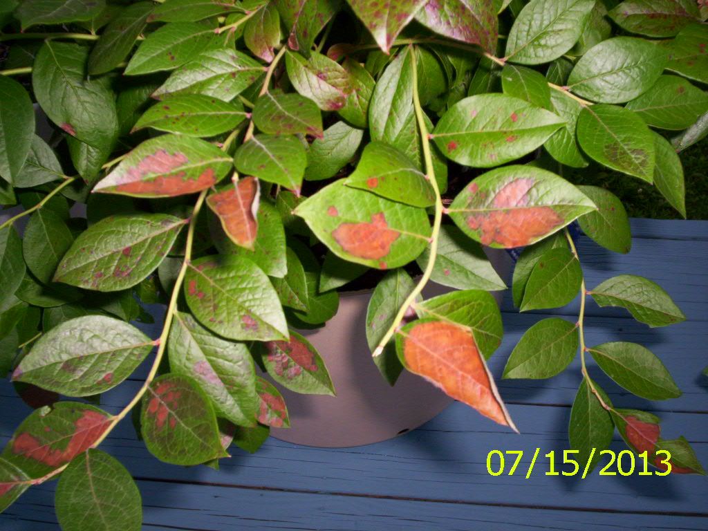  photo 000_1223_zps95114103.jpg