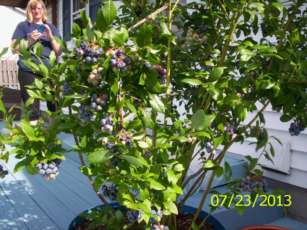  photo 000_1230_zpse94a0100.jpg