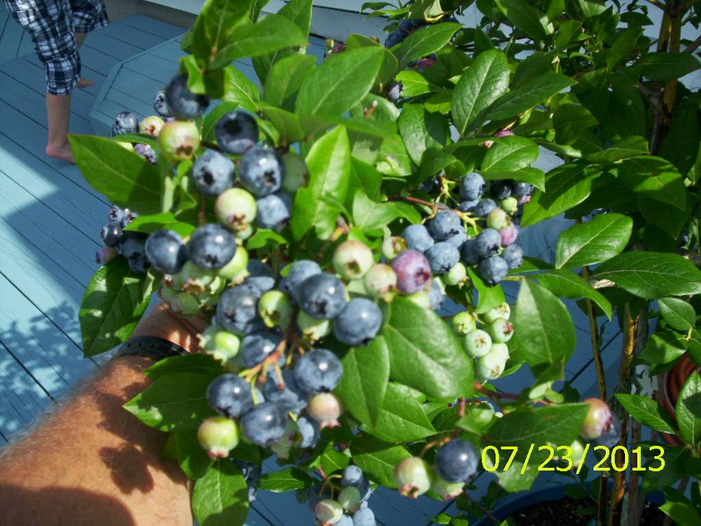  photo 000_1233_zpse729e4d9.jpg