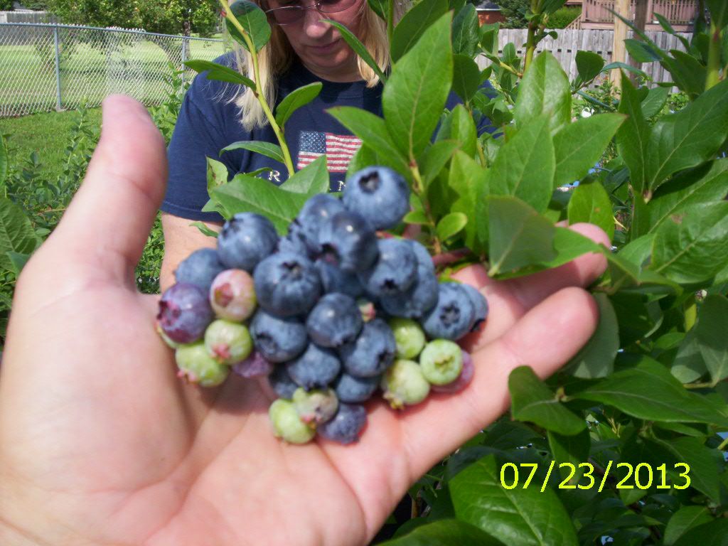  photo 000_1234_zps1a9a93d4.jpg