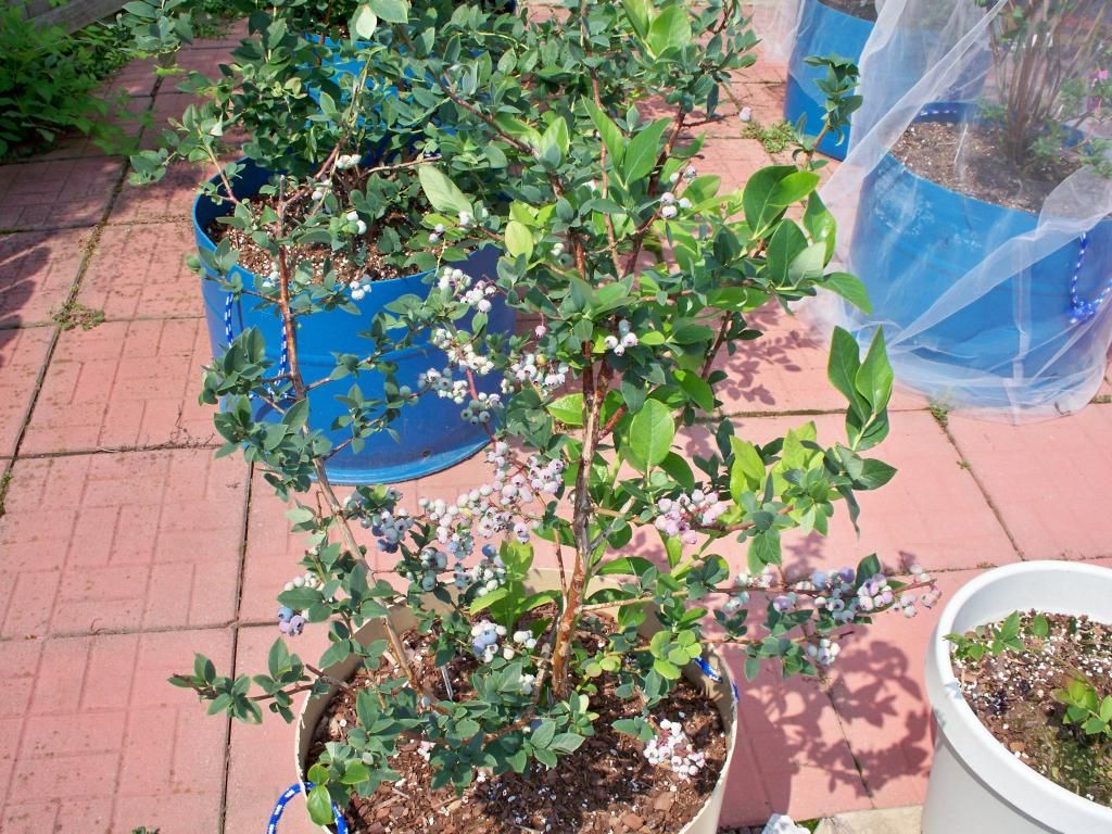  photo 100_7712_zpsde2a944a.jpg