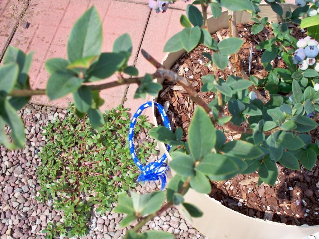  photo 100_7714_zpsb7a69c8b.jpg